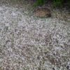 Το χαλάζι κάνει τους δρόμους λευκούς στο Μόναχο